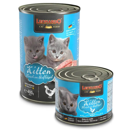 Leonardo Lata Kitten